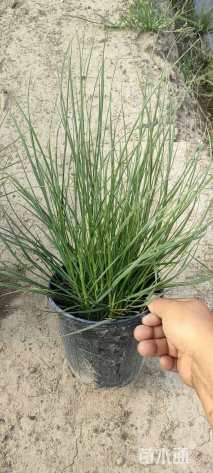 高度60厘米细叶芒