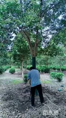 18公分大叶女贞