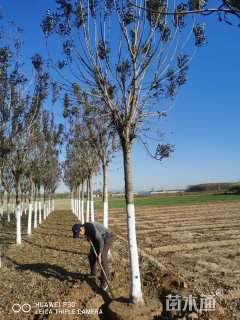 10公分秋紫白蜡