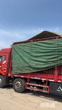 高度15厘米地被菊