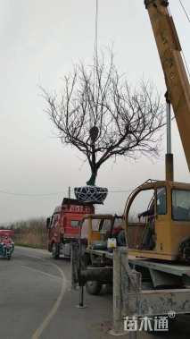 高度260厘米果石榴