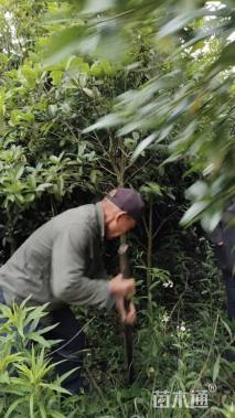 5公分桂花
