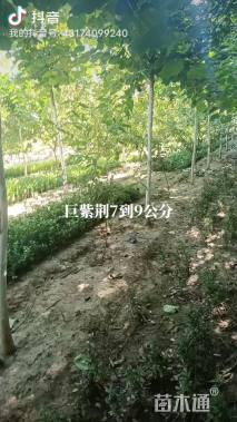 7公分巨紫荆