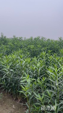 高度100厘米夹竹桃