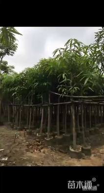 6公分扁桃