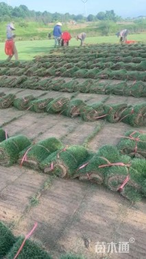 草卷状马尼拉草