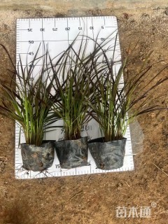 高度32厘米紫叶狼尾草