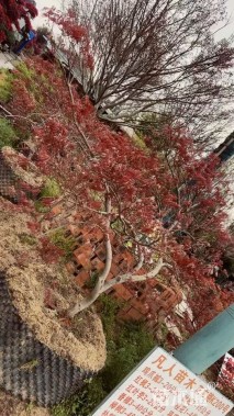 高度180厘米羽毛枫