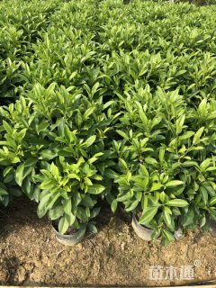 高度10厘米非洲茉莉