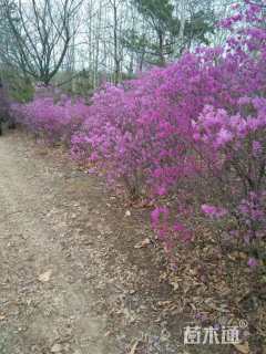 高度100厘米映山红