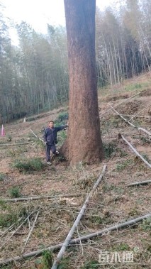 110公分香樟