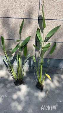 高度40厘米再力花