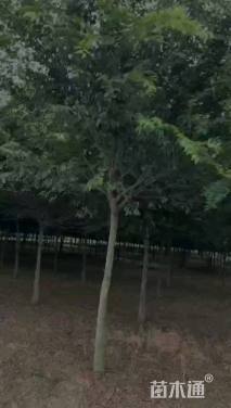 12公分朴树