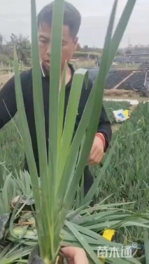 高度30厘米黄菖蒲