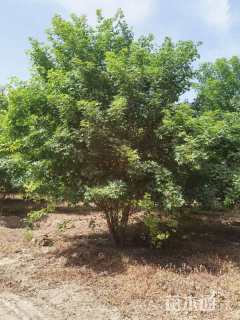 高度500厘米丛生五角枫