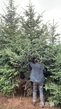 高度300厘米云杉