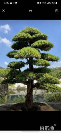 22公分罗汉松