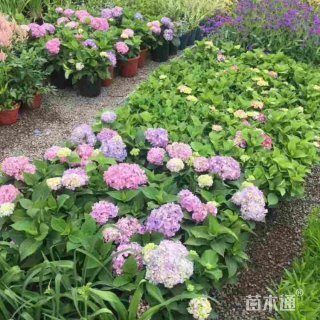 高度35厘米绣球