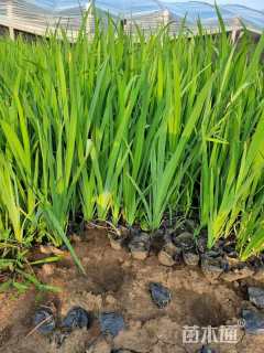 高度40厘米水生鸢尾