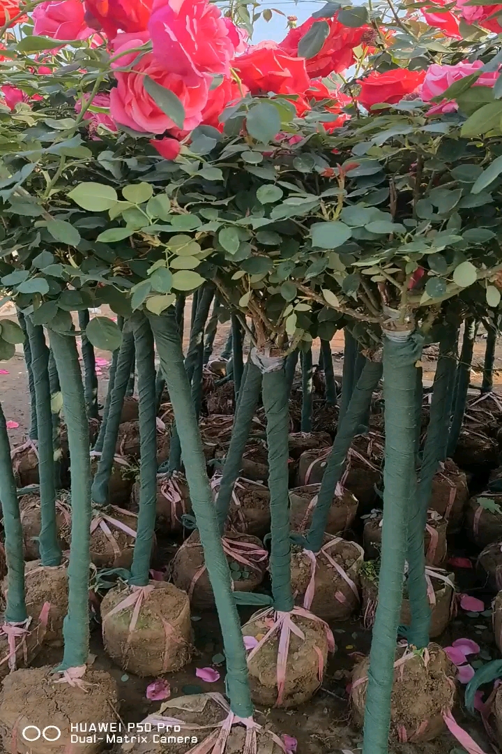 高度150厘米欧洲月季