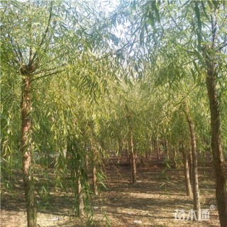 9公分垂柳