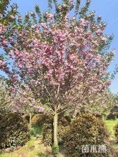 12公分日本晚樱