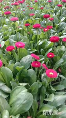 高度10厘米雏菊