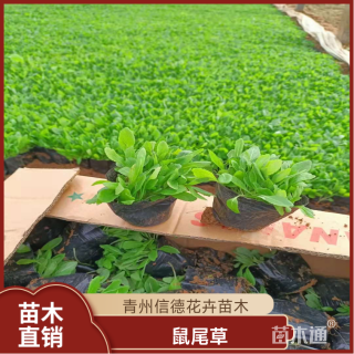 高度15厘米鼠尾草