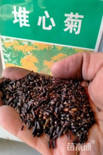 堆心菊种子