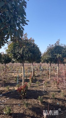 冠幅150厘米红叶石楠球