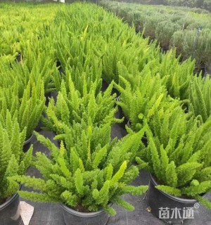 高度45厘米狐尾天门冬