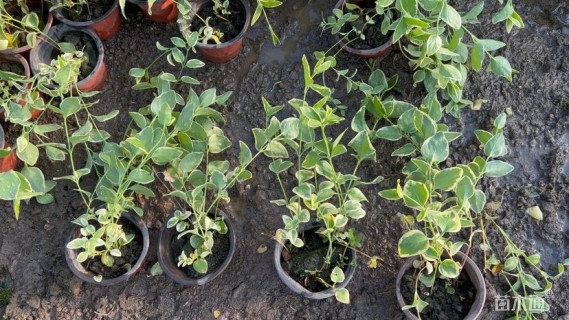 高度30厘米花叶蔓长春