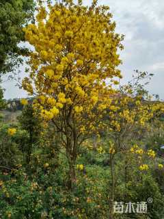 8公分黄花风铃木