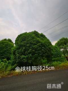 冠幅600厘米金球桂