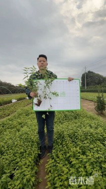 高度40厘米棣棠