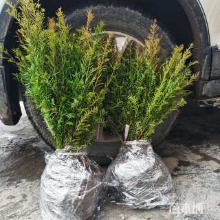 高度50厘米红豆杉小苗