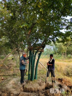 10公分丛生朴树