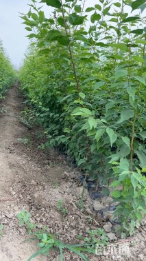 高度200厘米山杏小苗