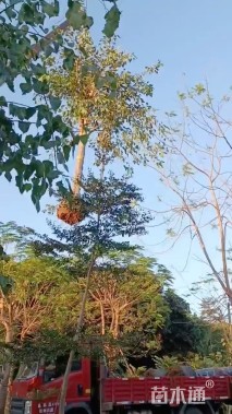 5公分菩提树