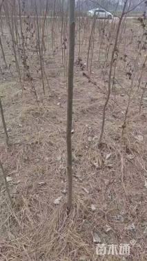 高度30厘米紫穗槐