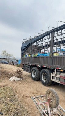 高度30厘米大吴风草