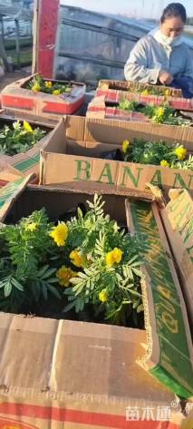 高度15厘米孔雀草