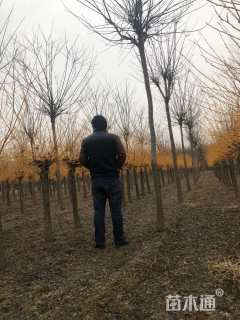 11公分矮杆金枝槐