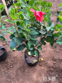 高度40厘米角茎野牡丹