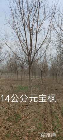 14公分元宝枫