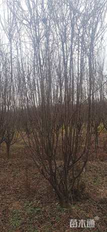 高度300厘米丛生紫叶李