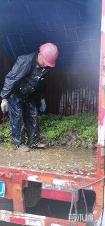 高度35厘米金山绣线菊