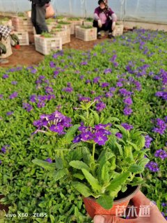 高度21厘米美女樱