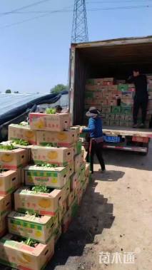 高度41厘米蔷薇