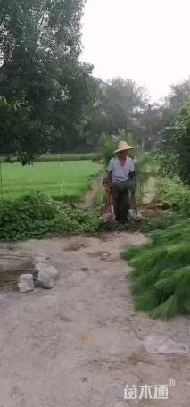 2.5公分湿地松